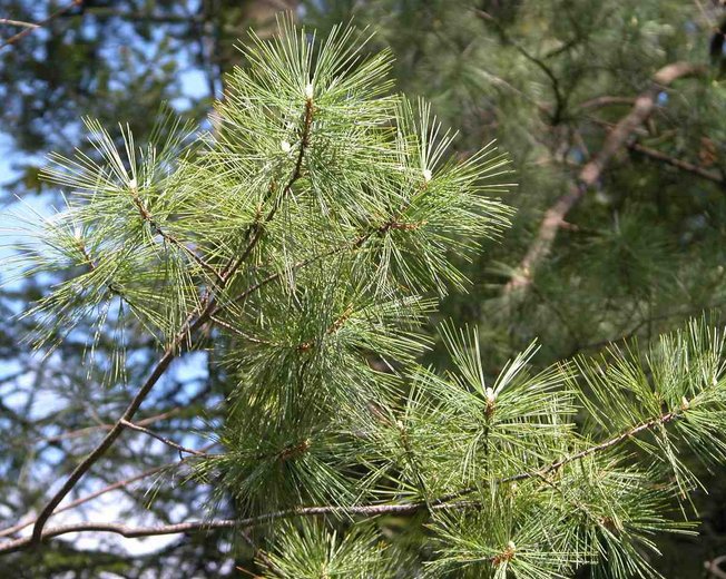 Pinus strobus (sosna amerykańska)