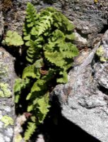Woodsia ilvensis (rozrzutka brunatna)