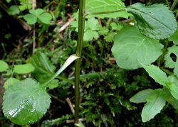Leucanthemum waldsteinii