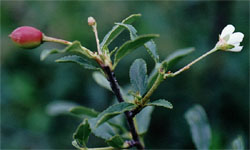 Prunus fructicosa