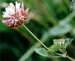 Trifolium hybridum ssp. hybridum (koniczyna białoróżowa typowa)