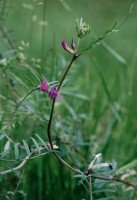 Vicia angustifolia