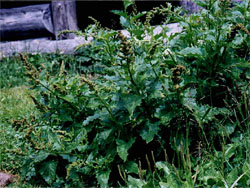 Chenopodium bonus-henricus (komosa strzaÅ‚kowata)