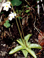 Pinguicula alpina (tłustosz alpejski)