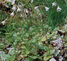 Linnaea borealis (zimoziół północny)