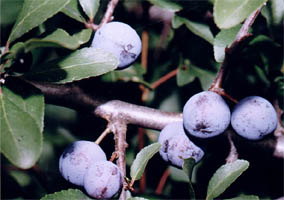 śliwa tarnina (Prunus spinosa)