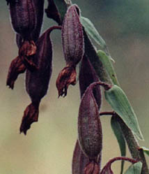 Epipactis palustris