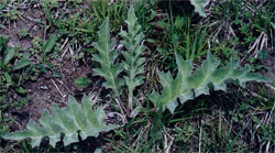 Carlina onopordifolia (dziewięćsił popłocholistny)
