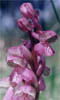 Orchis morio (storczyk samiczy)