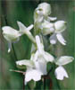 Orchis morio (storczyk samiczy)