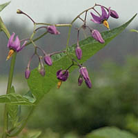 psianka słodkogórz (Solanum dulcamara)