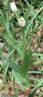 Cephalanthera damasonium (buÅ‚awnik wielkokwiatowy)