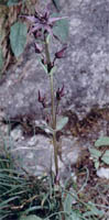 niebielistka trwała alpejska (Swertia perennis ssp. alpestris)