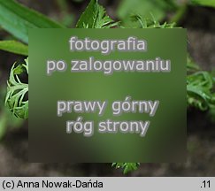 Anthemis arvensis (rumian polny)