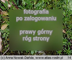 Arabis soyeri ssp. subcoriacea (gęsiówka stokrotkolistna)