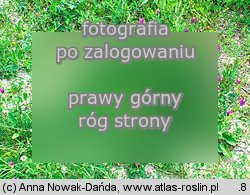 Astragalus onobrychis (traganek dÅ‚ugokwiatowy)