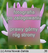 Astragalus onobrychis (traganek dÅ‚ugokwiatowy)
