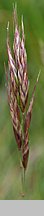 Avenula versicolor (owsica pstra)