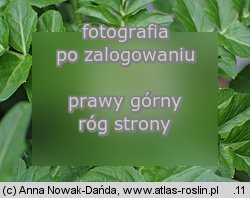 Cardamine amara ssp. opizii (rzeżucha gorzka Opiza)