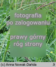 Carex gracilis (turzyca zaostrzona)
