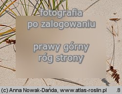 Carex arenaria (turzyca piaskowa)