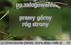 Carex brachystachys (turzyca krótkokłosa)