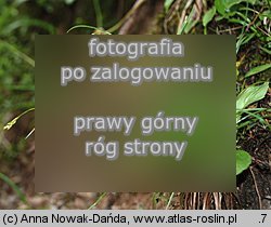 Carex capillaris (turzyca włosowata)