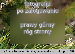Carex sempervirens ssp. tatrorum (turzyca zawsze zielona tatrzańska)