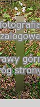 Cephalanthera longifolia (buÅ‚awnik mieczolistny)