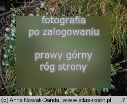 Cerastium eriophorum (rogownica watowata)