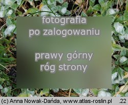 Cerastium eriophorum (rogownica watowata)