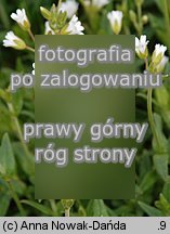 Cerastium fontanum (rogownica źródlana)