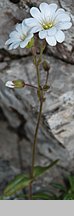 Cerastium tatrae (rogownica Raciborskiego)