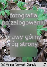 Corydalis intermedia (kokorycz wątła)
