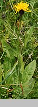 Crepis conyzifolia (pępawa wielkokwiatowa)