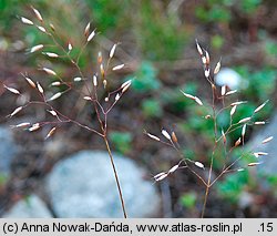 Festuca altissima (kostrzewa leÅ›na)