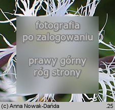 Dianthus superbus ssp. superbus (goÅºdzik pyszny)
