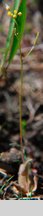 Draba nemorosa (głodek żółty)