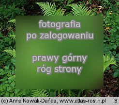Dryopteris affinis agg. (nerecznica mocna agg.)