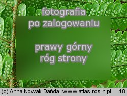 Dryopteris affinis agg. (nerecznica mocna agg.)