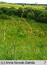 Festuca arundinacea (kostrzewa trzcinowata)