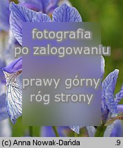 Iris sibirica (kosaciec syberyjski)