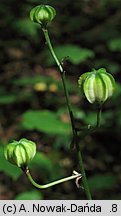 Lilium martagon (lilia zÅ‚otogÅ‚Ã³w)