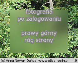Lonicera nigra (wiciokrzew czarny)