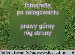 Luzula alpino-pilosa (kosmatka brunatna)