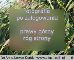 Phragmites australis (trzcina pospolita)