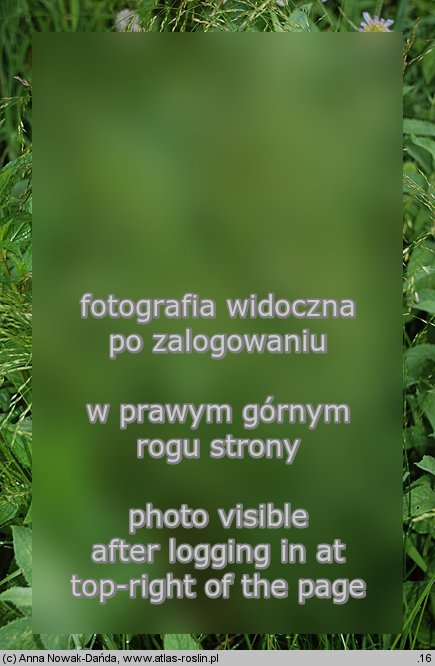 Poa palustris (wiechlina błotna)