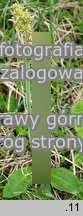 Saxifraga hieracifolia (skalnica jastrzębcowata)