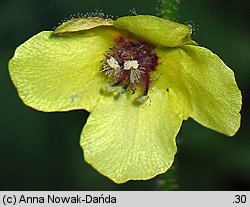 Verbascum blattaria (dziewanna rdzawa)
