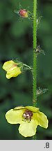 Verbascum blattaria (dziewanna rdzawa)